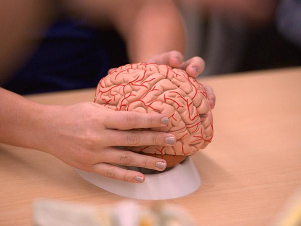 Close up of a student holding a medical model of a brain